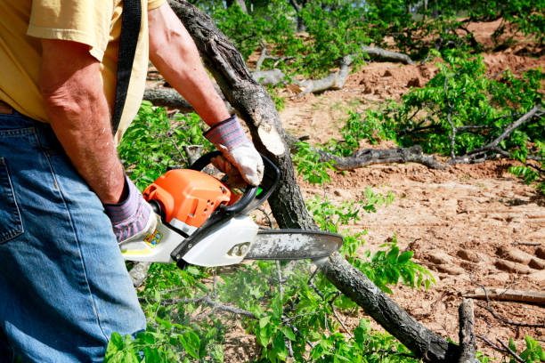 Trusted West Hammond, NM Tree Service Experts